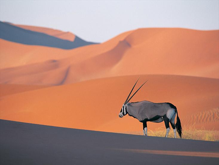 Galeria, tapety na komórkę - Oryx Antelope.jpg