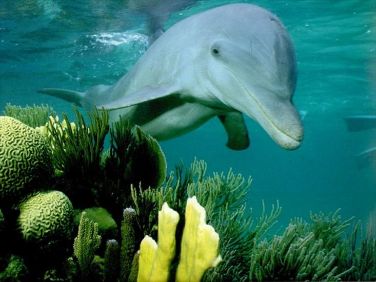 PODWODNE ŻYCIE  - delfin.jpg