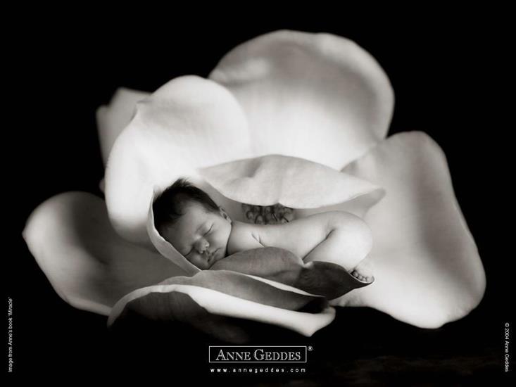 Anne Geddes - w kwiatuszku.jpg