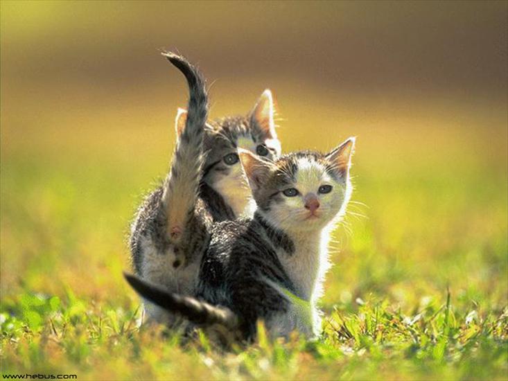 Zwierzęta - tapety kotki.jpg