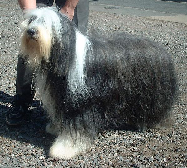 RASA PSÓW - Bearded_Collie.jpg