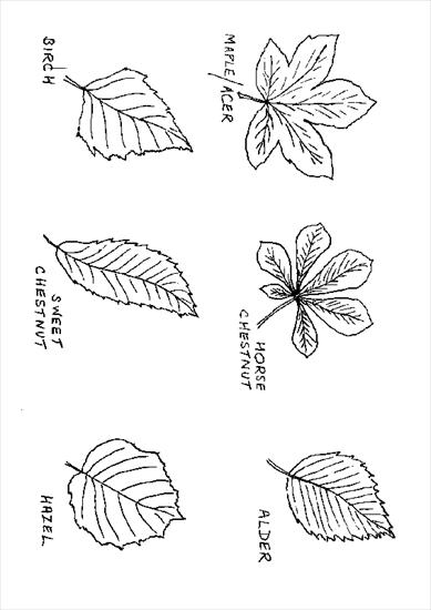 kolorowanki - leaf_outlines_1.gif