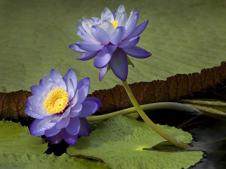 lilia wodna - nenufary - lilie wodne 18.jpg