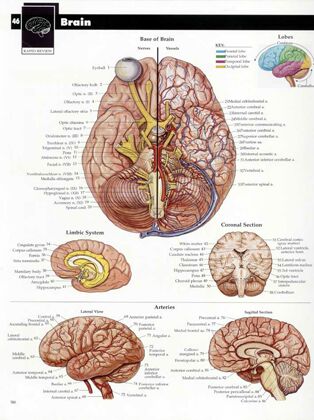 Plansze Anatomiczne - Plansza anatomiczna mozg-2.jpg