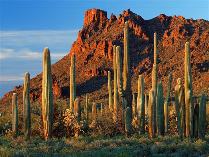 Krajobrazy - Alamo Canyon, Organ Pipe Cactus National Monument, Arizona.jpg