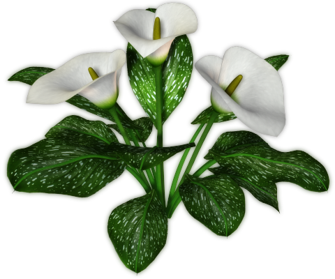 lilie - kwiat 7.png