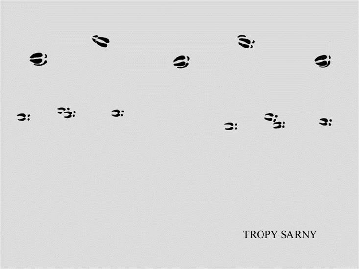 Tropy zwierząt - sarna - tropy.jpg