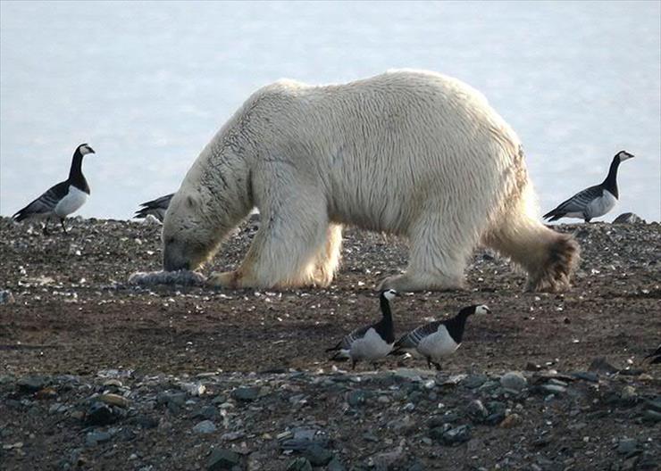 Przerażające Zdjęcia - polar-bear.jpg