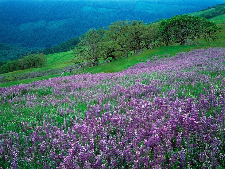 Łąki kwiatowe - Oak Trees and River Lupines, Redwood National Park, Californ.jpg