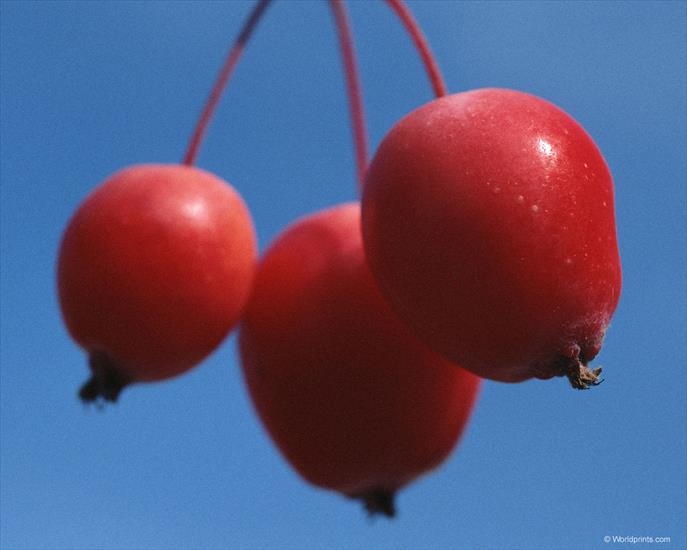 tapety -  OWOCE - red_fruit.jpg